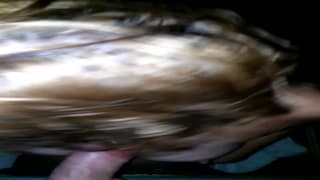 Сосание члена в течение более получаса